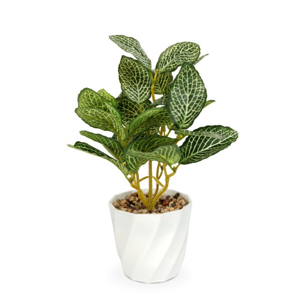 Műnövény dekoráció - fittonia - 20 x 9 cm     11890A - Image 2