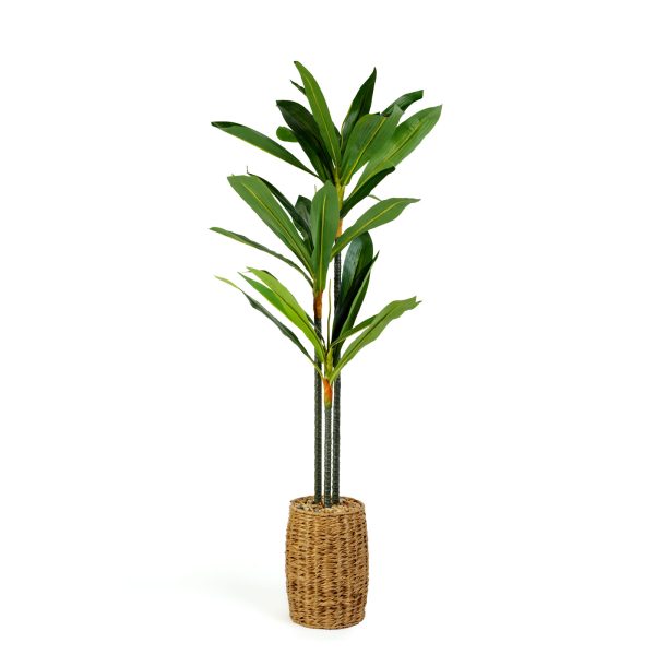 Műnövény dekoráció - Dracaena Fragrans - 1,1-1,2 m     11906 - Image 2